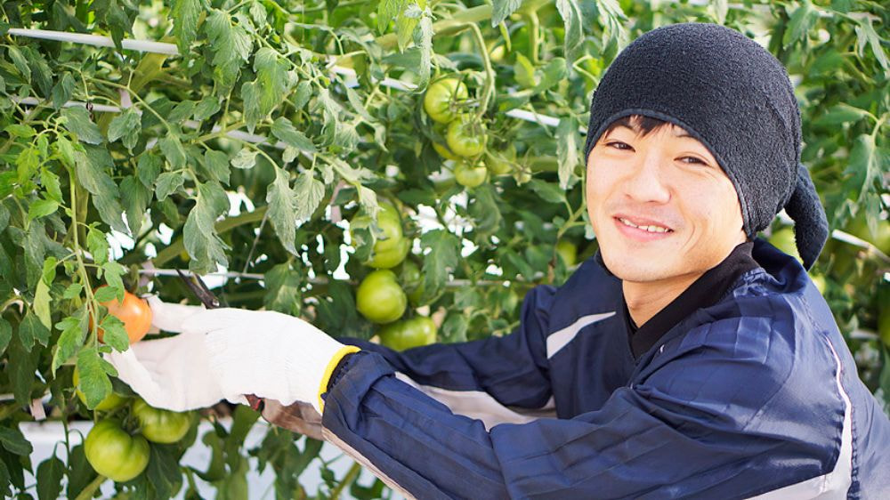 頭にタオルを巻いた原城トマト生産者
