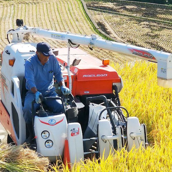 お米の収穫する男性