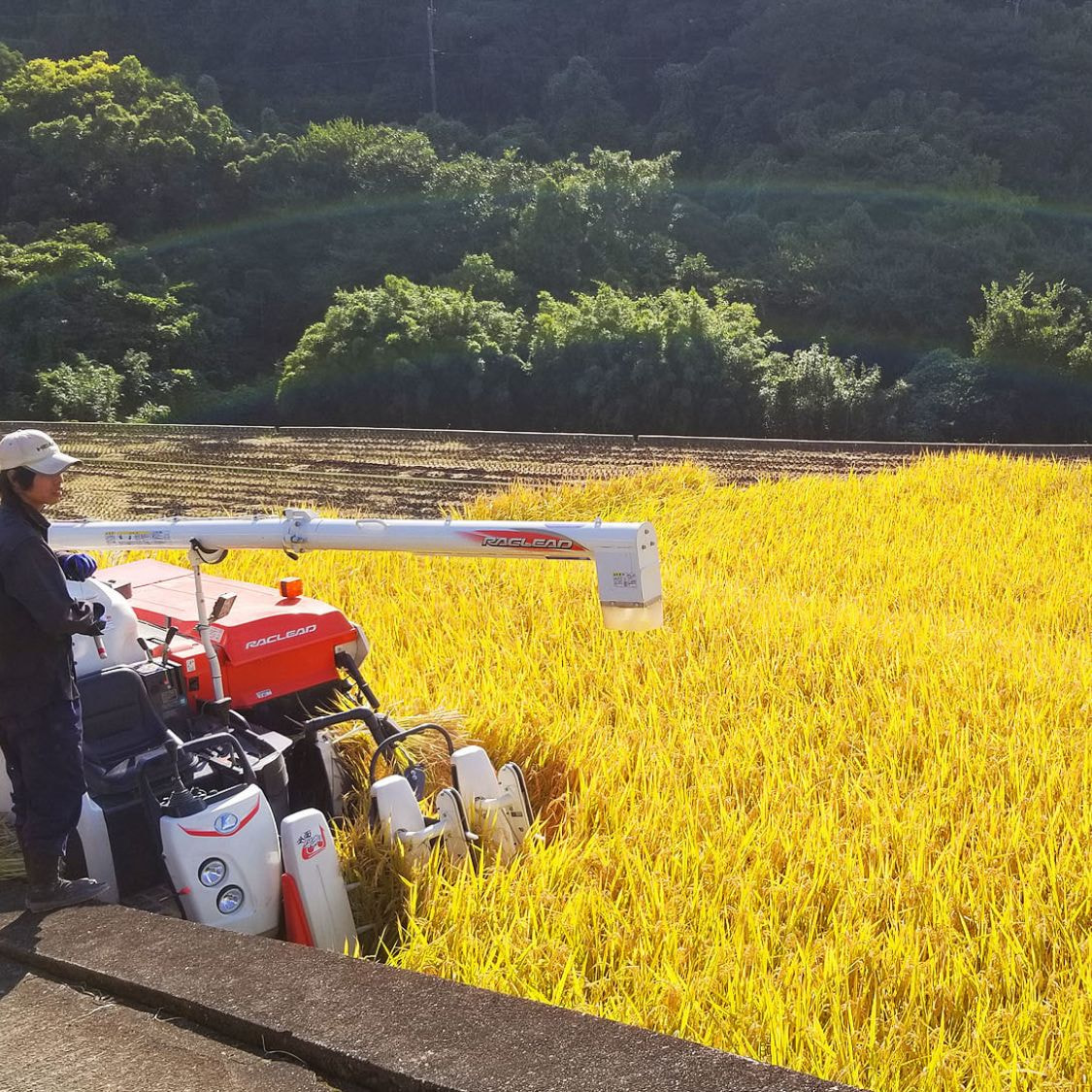 お米の収穫する男性