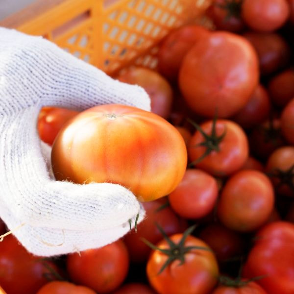 原城トマトを持つ男性