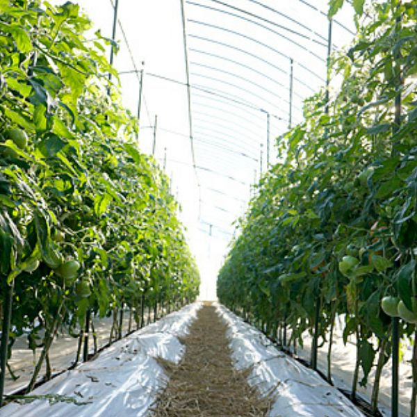 原城トマトハウス