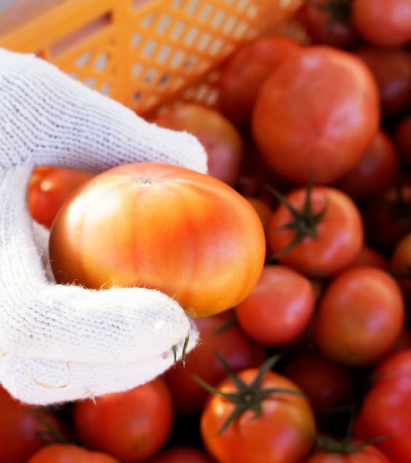 トマトを持つ人